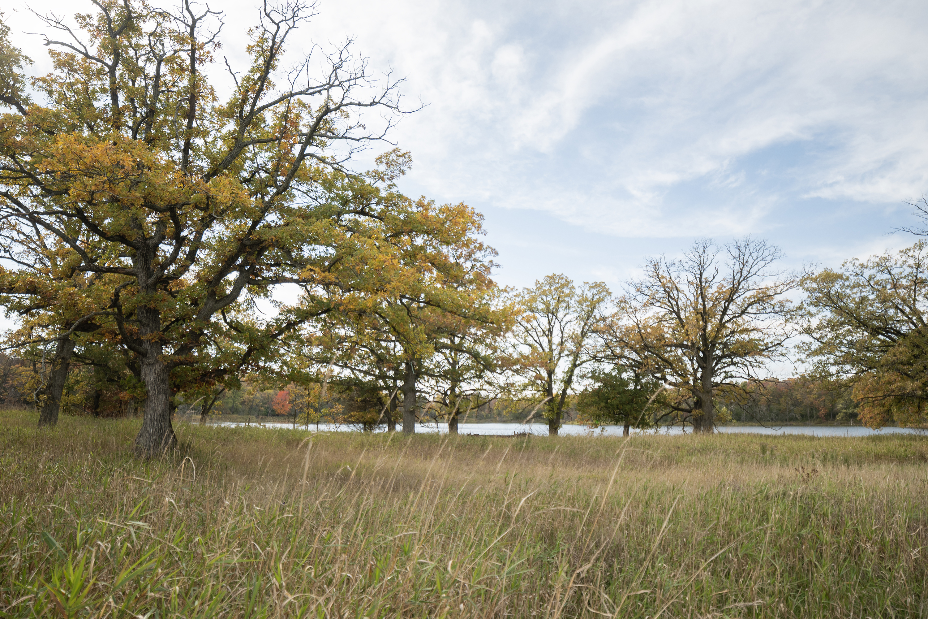 Oak savannah with lake and forest habitat in the distance at Keystone Woods WMA.
